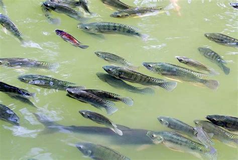 Hatchery fry are released in a bay with no freshwater inlet. Freshwater Fish Farming Tips For Homesteaders | Fish ...