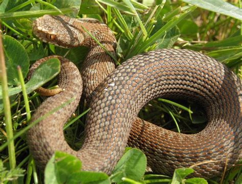 Coast Path Adders Reptiles And Amphibians Of The Uk Forum