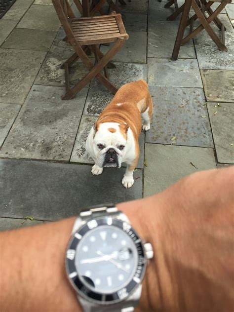 Show Your Rolex And Your Dog Page 8 Rolex Forums Rolex Watch Forum