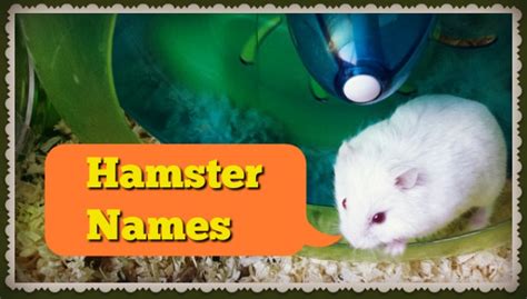 Cute Hamster Names For Dwarfs Females Males