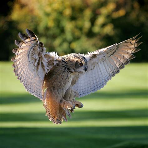Sponsor A Eurasian Eagle Owl Icbp