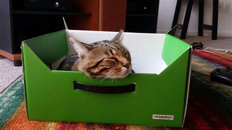 Cat Loves The Xbox 360 Box Cats Cat Love Kitty