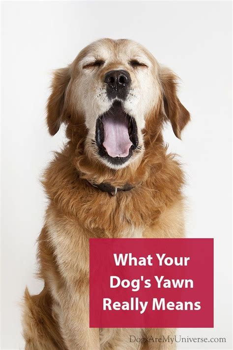 Why Do Dogs Yawn Dog Yawning Yawning Training Your Dog