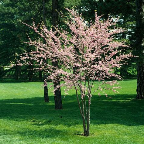 These 10 Best Spring Blossoming Trees And Shrubs Make A Statement
