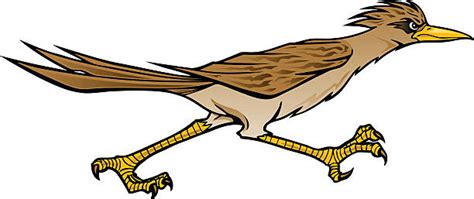 Roadrunner Illustrations Royalty Free Vector Graphics And Clip Art Istock