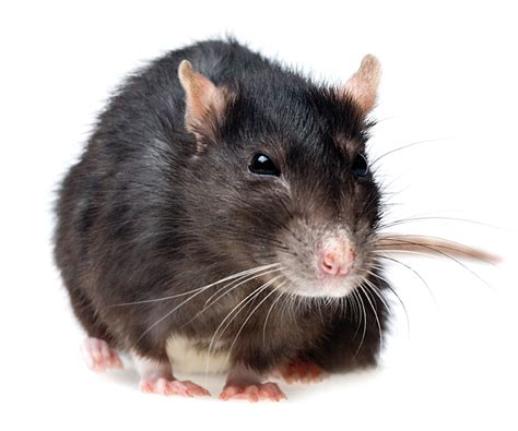 Die ratten selbst denken jedoch anders darüber. Welches Haustier? Intelligent, verspielt, familientauglich ...