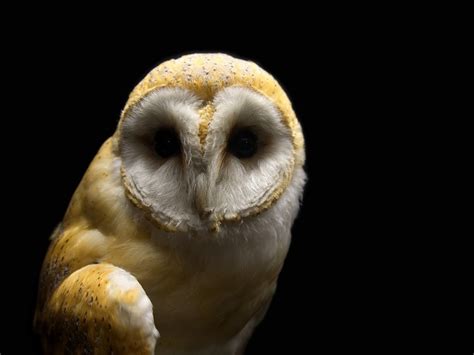 Very happy | meaning, pronunciation, translations and examples. What makes you a morning lark or night owl? | Questions ...