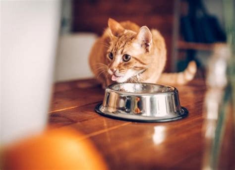 Why do cats suffer with urinary problems? Is There a Special Diet for Hyperthyroidism in Cats ...