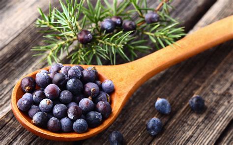 10 Amazing Health Benefits Of Juniper Berry Essential Oil Benefits