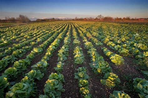 We did not find results for: Radicchio, via alla raccolta del variegato di Castelfranco ...