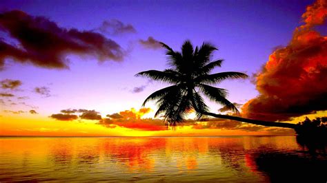 Green Leaning Coconut Tree Near Body Of Water During Sunset Hd Nature Wallpapers Hd Wallpapers