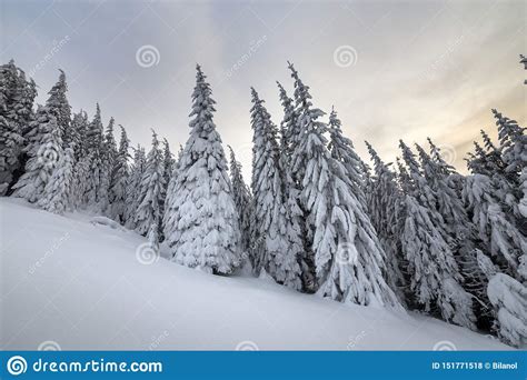 Beautiful Winter Mountain Landscape Tall Spruce Trees Covered With