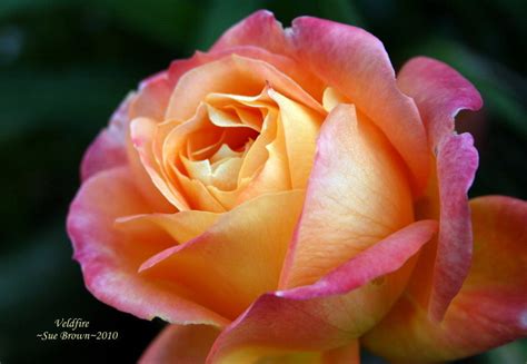 Plantfiles Pictures Hybrid Tea Rose Veldfire Rosa By Palmbob