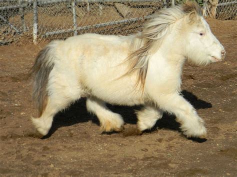 American Miniature Horse Breed Information History Videos Pictures