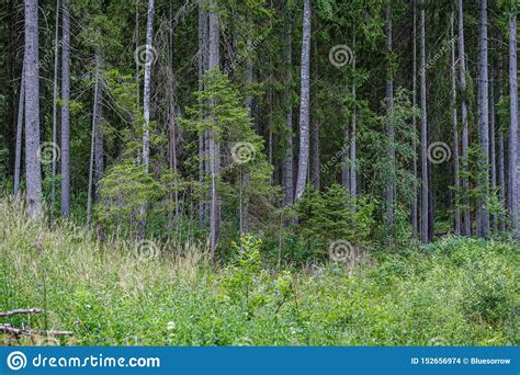 Tree Trunks On A Dark Green Blur Background In Forest In Summer Stock