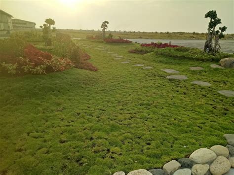 Karena nutrisinya yang tinggi, ini adalah salah satu jenis rumput yang kerap digunakan sebagai pakan ternak seperti sapi, ayam, kambing, dan lainnya. TANAMAN RUMPUT JEPANG, COCOK UNTUK DAERAH PANAS ~ SINOX ...