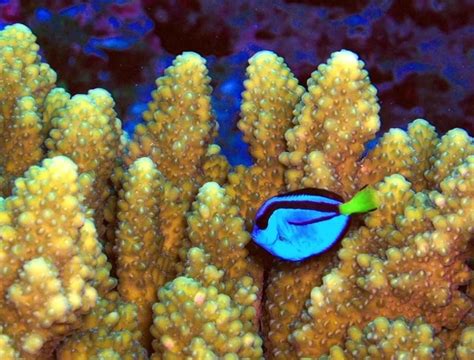 Fileparacanthurus Hepatus A Coral Reef Fish