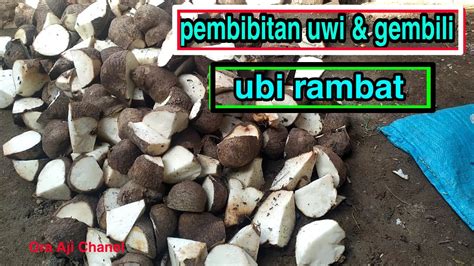 Tips Pembibitan Uwi And Gembili Ubi Rambat Youtube