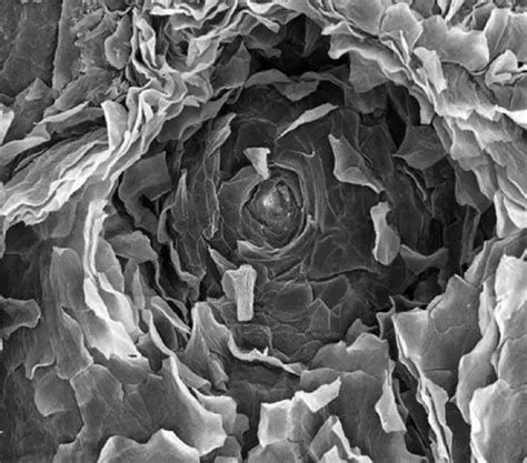 What Are The Coolest Photos From Electron Microscopes Quora