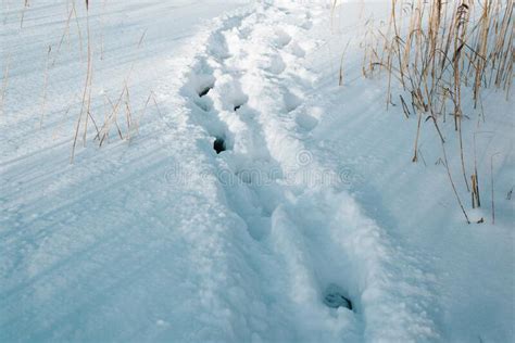 Deep Footprints In Snow In Nature Winter Day Outdoors Stock Image
