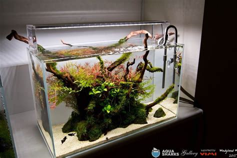 Aquatic plants are actually pickier about their water quality than most species of fish! Pin by Stephanus Mardianto on Aquascape | Nano aquarium ...