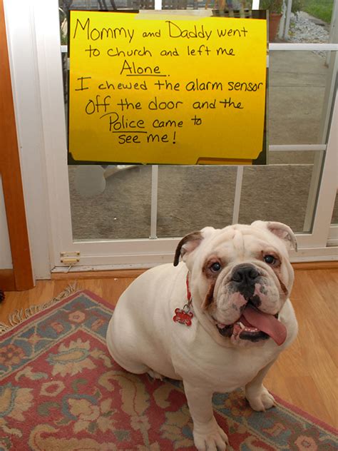 Some Of The Most Hilarious Dog Shaming Photos Ever Are Guaranteed To