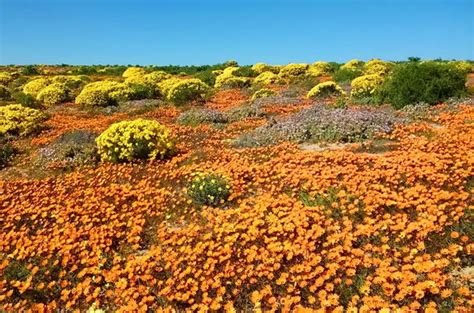 Wildflowers in bloom, namaqualand, south africa. South Africa Information - Namaqualand Flower Route