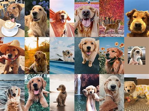 110 Pcs Funny Dog Wall Collage Kit Golden Retriever Dog Collages Hd