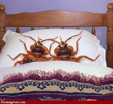 Bed Bugs Funny Quotes Quotesgram