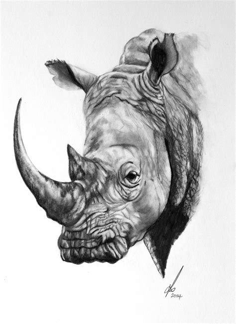 Rhino Pencil Drawing At Explore Collection Of