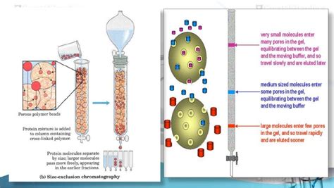 Size Exclusion Chromatography