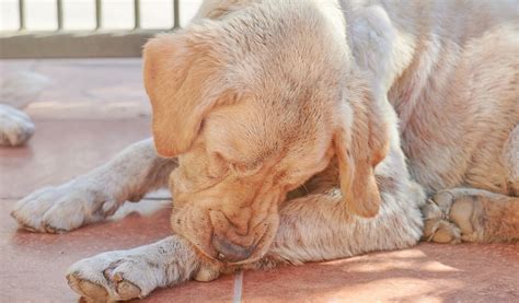 How To Treat Dry Skin On Dogs Top Dog Tips