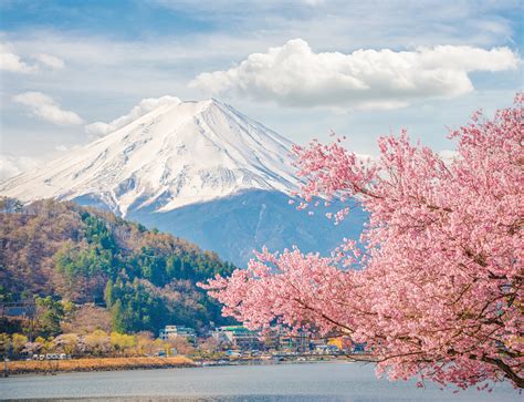 Pink Carpet In Japan 800000 Blumen Am Fuße Des Mount Fuji