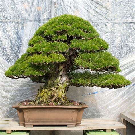 Kimura S Pines Bonsai Tonight