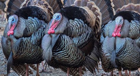 Thanksgiving Turkeys Can T Have Sex Sad Unhealthy