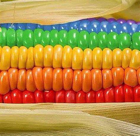 Pin by Brynn Wallace on The RAINBOW of OUR LIFE | Rainbow corn, Rainbow colors art, Rainbow