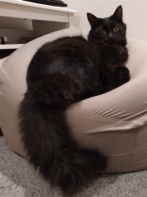 Majestic Black Floof Fluffy Black Cat Pretty Cats Black Cat