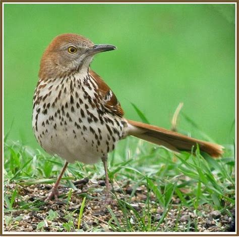 Brown Thrasher Wings And Feather Beauties Pinterest Thrasher