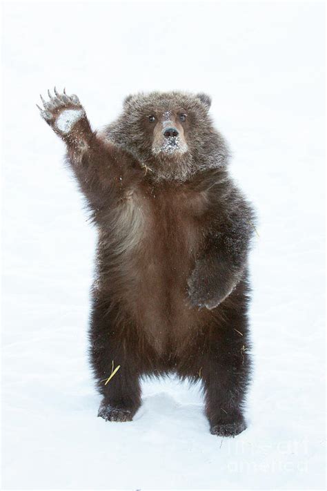 Grizzly Waving Photograph By Doug Lindstrand Fine Art America