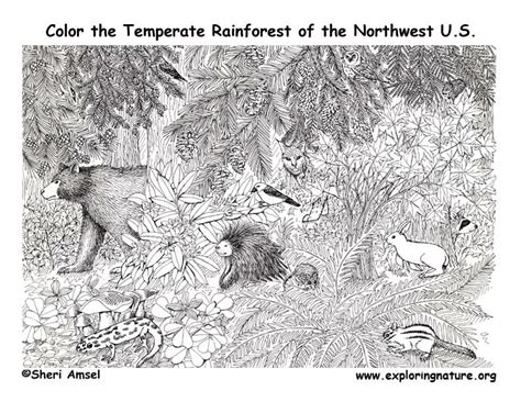 9 most endangered rainforest animals coloring pages. Pacific Northwest Animals (Temperate Rainforest) Coloring Page