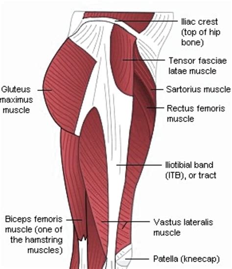 Diagram of gluteus minimus showing the area of origin, excluding the. Target Tone Buttocks with Aquatic Frog Legs - Full ...
