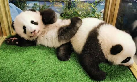 Two Panda Cubs Born In France Named Yuan Dudu And Huan Lili