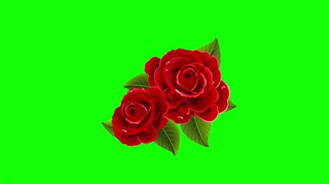 Green Screen Rose Animation Youtube