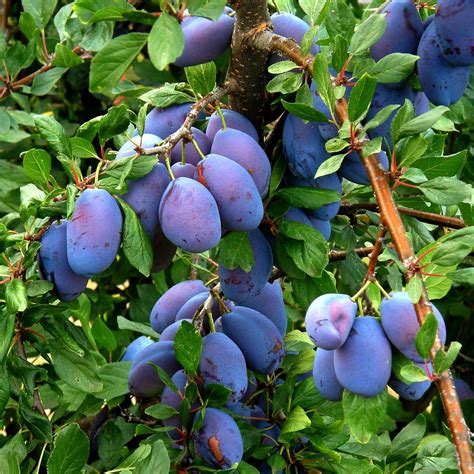 Prunes Plums Dans Un Verger Alsace In An Orchard Alsa Olibac