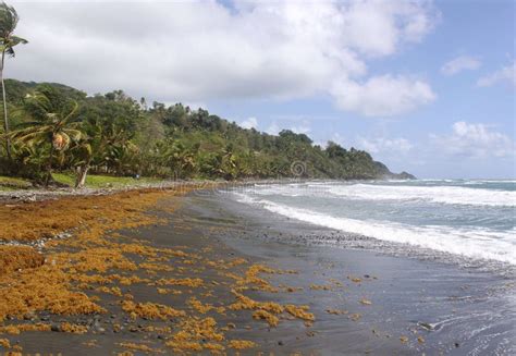 remote black sand beach dominica caribbean islands stock image image of ocean remote 39538775