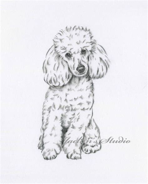 Poodle Art Poodle Drawing Original Drawing Poodle Sketch Etsy Dog