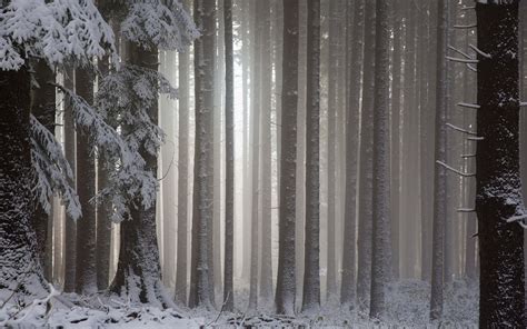 Tree Trunk Snow Forest Landscape Winter Hd Wallpaper Wallpaper Flare
