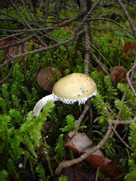 Stropharia Ambigua On The Forest Floor Francis King Park Flickr