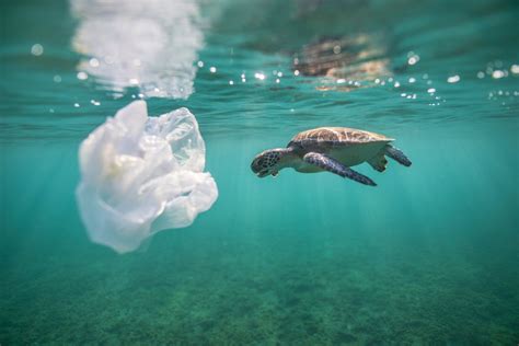 Sea Turtles Are Attracted To Stinky Plastic Indias Endangered
