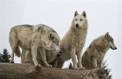 Wolf Pack Leadership Insights For Effectively Leading A Team